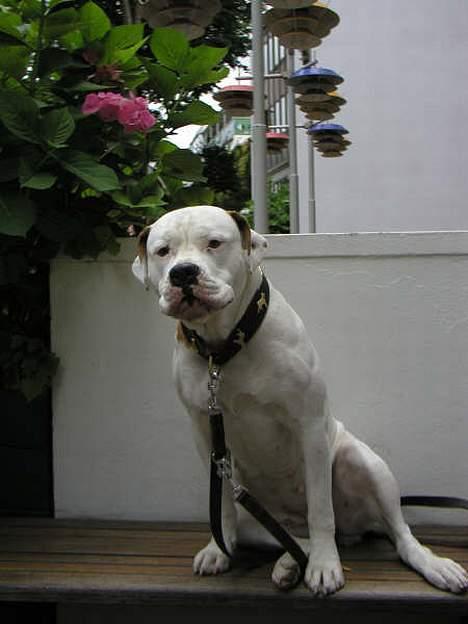 Amerikansk bulldog Bella R.I.P billede 6