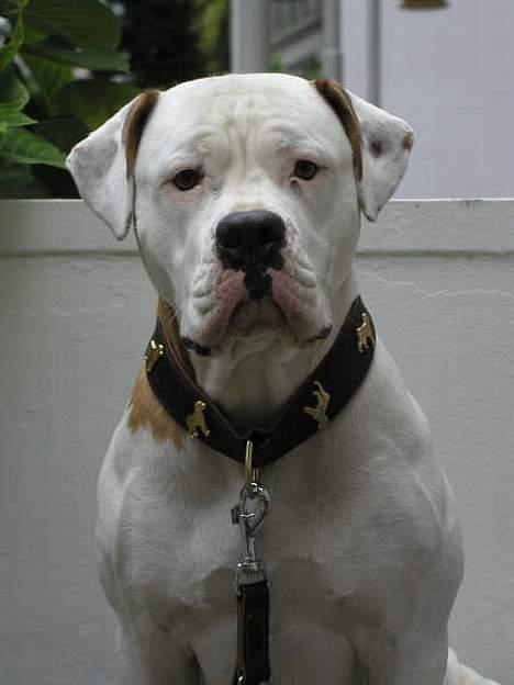 Amerikansk bulldog Bella R.I.P billede 7