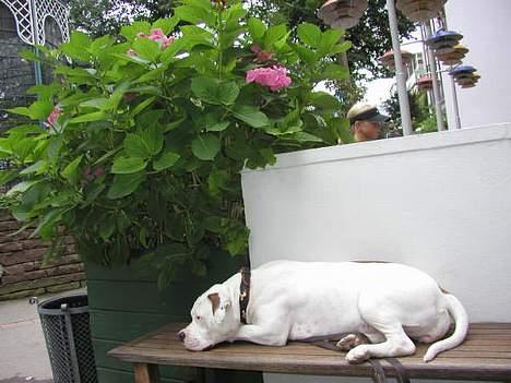 Amerikansk bulldog Bella R.I.P billede 8