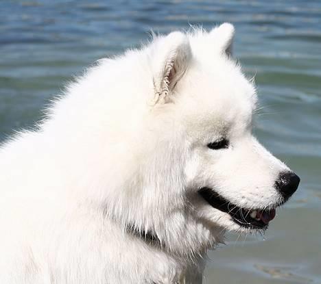 Samojedhund Kiaks Kenzo of Dancer - dejligt med lidt vand billede 7