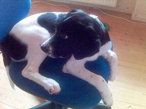 Blanding af racer Qato - Hmmm, Qato vil være med til at lure på HG! Hehe... billede 13