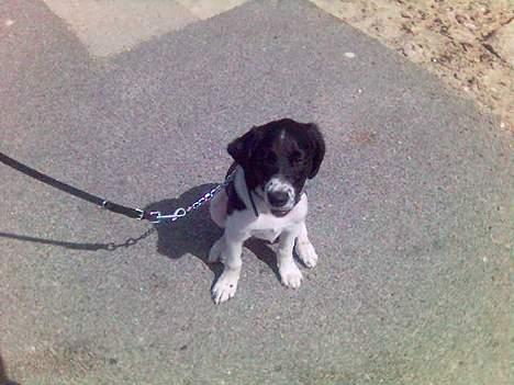 Blanding af racer Qato - Så fint vi kan sidde *S* billede 14