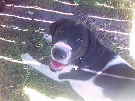 Blanding af racer Qato - Det er sørme hårdlege med Freja - godt der er skygge under bænken! billede 15