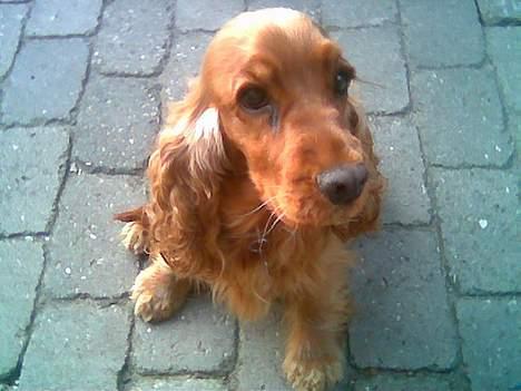 Cocker spaniel Schicca - ihh jeg gider ikk.... billede 2