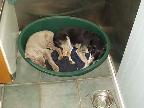 Weimaraner Bundy - Mig selv og en af mine nye venner billede 1