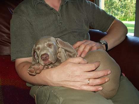 Weimaraner Bundy - Menneske kend din plads! billede 2