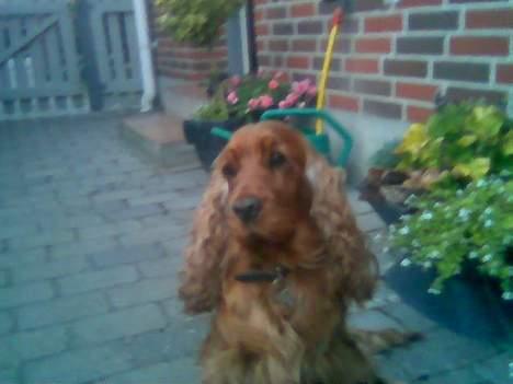 Cocker spaniel Schicca - sløret billede billede 4