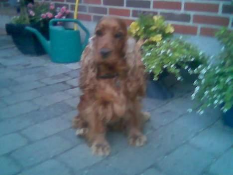 Cocker spaniel Schicca - også sløret billede 5