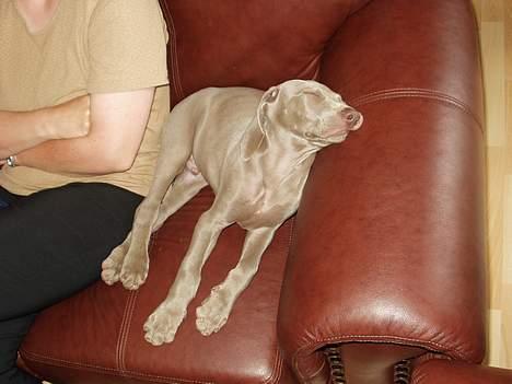 Weimaraner Bundy - Sofaer er da vist ikke skabt til hundehoveder billede 3