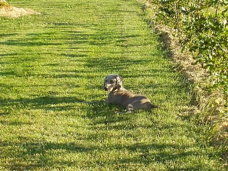 Weimaraner Bundy - Et sjældent øjeblik hvor kameraet kunne nå at fange mig i ro! billede 4