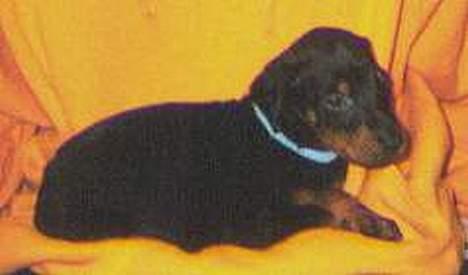 Dobermann (Genning's Sultan) Pinta billede 11