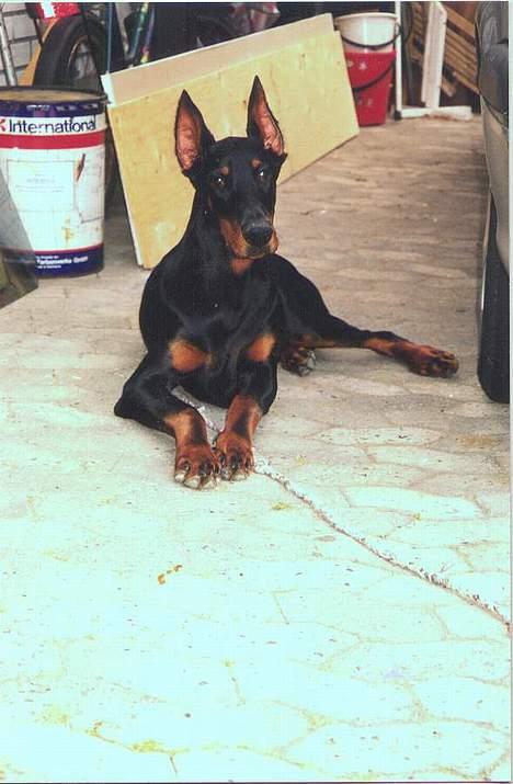 Dobermann (Genning's Sultan) Pinta billede 12