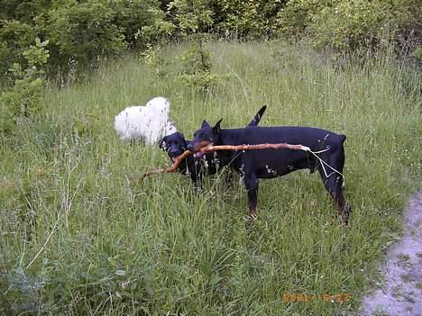 Dobermann (Genning's Sultan) Pinta billede 13