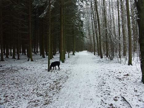Dobermann (Genning's Sultan) Pinta billede 14