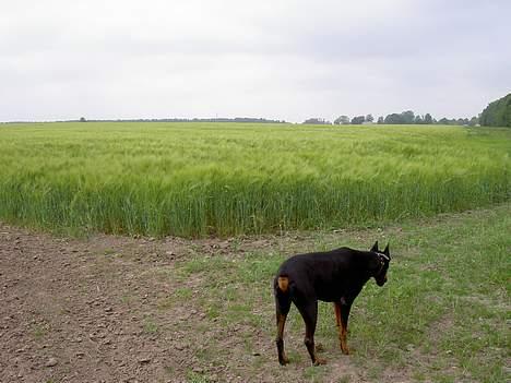 Dobermann (Genning's Sultan) Pinta billede 15