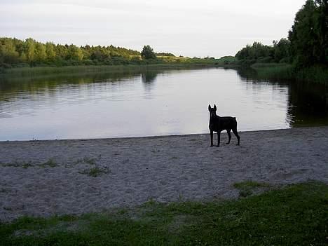 Dobermann (Genning's Sultan) Pinta billede 16