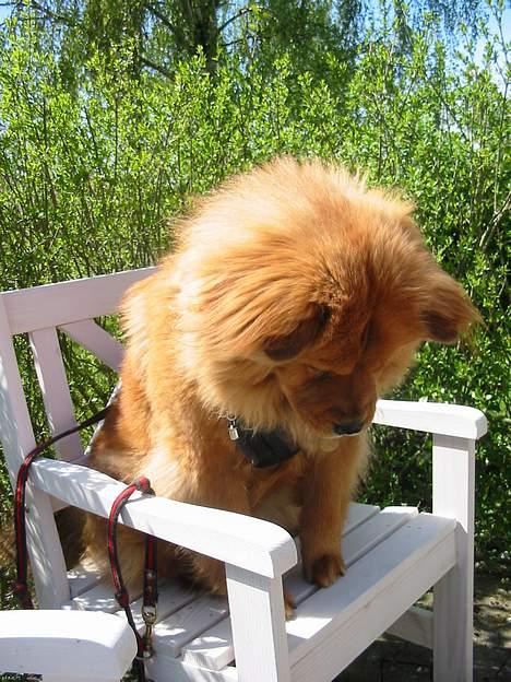 Blanding af racer Bertha - jeg har ikke gjort noget! billede 11