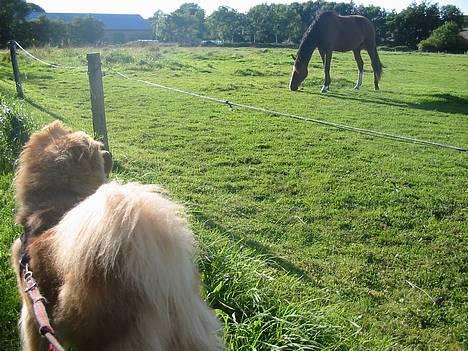 Blanding af racer Bertha - se mor, en hest! se mor..! se se! billede 12