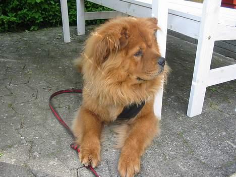 Blanding af racer Bertha - hvor skal den kat mon hen? billede 13