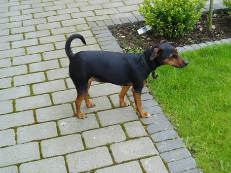 Blanding af racer Speedy billede 2