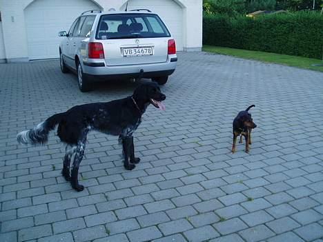 Blanding af racer Speedy billede 3