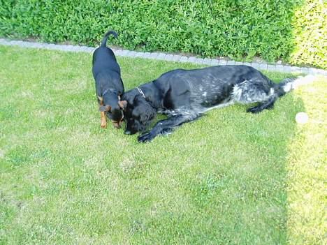 Blanding af racer Speedy billede 4