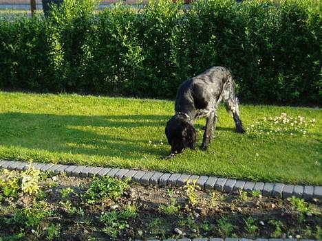 Grosser Münsterländer Chili.. Hvil i fred min pige. billede 2