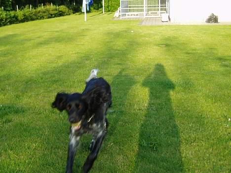 Grosser Münsterländer Chili.. Hvil i fred min pige. billede 3