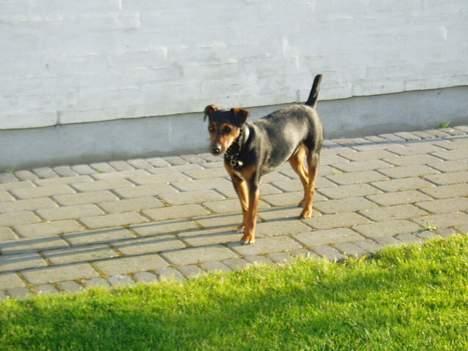 Blanding af racer Speedy billede 5