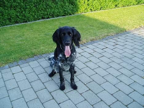 Grosser Münsterländer Chili.. Hvil i fred min pige. billede 1