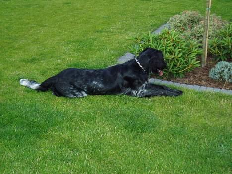 Grosser Münsterländer Chili.. Hvil i fred min pige. billede 4