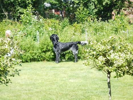 Grosser Münsterländer Chili.. Hvil i fred min pige. billede 5