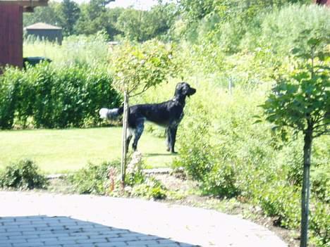 Grosser Münsterländer Chili.. Hvil i fred min pige. billede 6