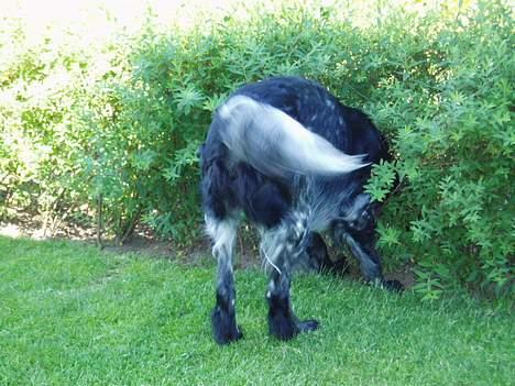 Grosser Münsterländer Chili.. Hvil i fred min pige. billede 7