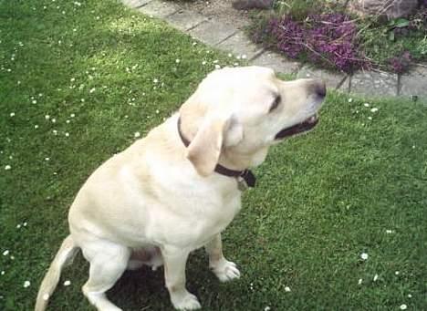 Labrador retriever Tyson billede 2