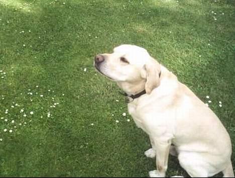 Labrador retriever Tyson billede 3