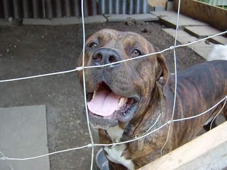 Blanding af racer Mailo  R.I.P. - hey luk mig lige uuuud!!!!!!!! billede 11