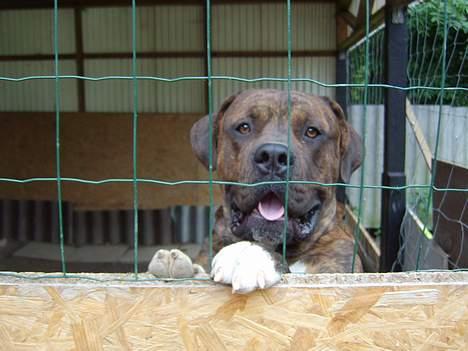 Blanding af racer Mailo  R.I.P. - Er jeg ikke bare  SWEETY!!!!!? billede 12