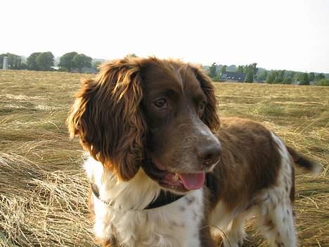 Engelsk springer spaniel Twister F.T. "R.I.P" billede 6