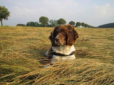 Engelsk springer spaniel Twister F.T. "R.I.P" billede 7