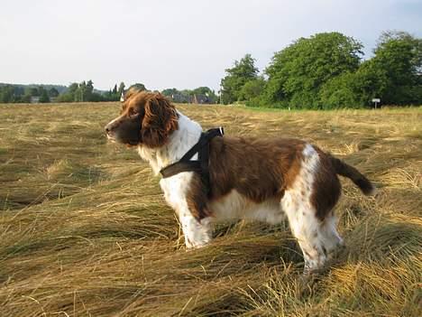 Engelsk springer spaniel Twister F.T. "R.I.P" - Hvor er det fedt at løbe rundt i frøgræsset billede 8