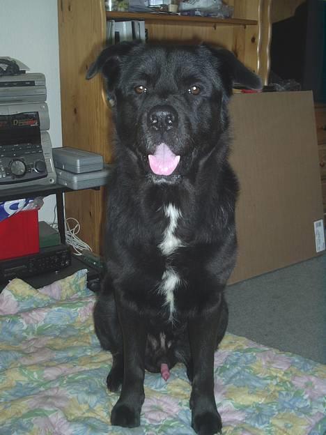 Blanding af racer Tazman - Min skønne Tazman. :-D billede 1