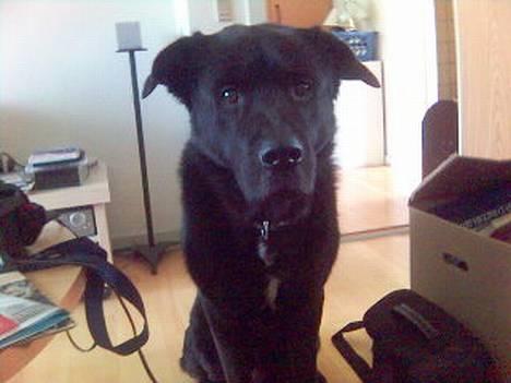 Blanding af racer Tazman - Endnu et Tazman-billede. :-) billede 2