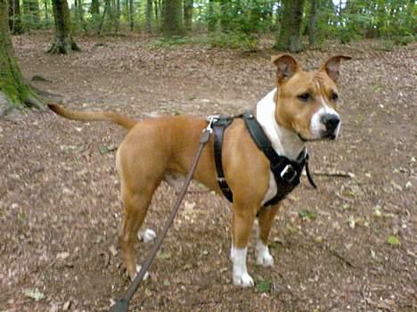 Amerikansk staffordshire terrier Brutus - Er det skovnissen jeg kan høre? billede 6