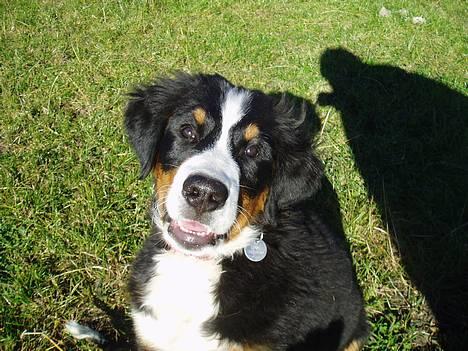 Berner sennenhund Lonnie - Kik på mig er jeg ikke sød?? billede 1