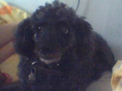 Dværgpuddel Krølle ((Død)) - ´Ja jeg er såååå smuk , ta bare en masse billeder af mig´ billede 1