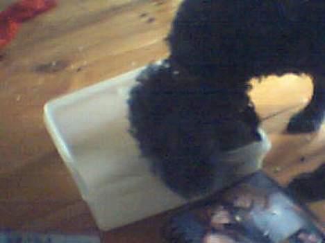 Dværgpuddel Krølle ((Død)) - ´Mmm det smager godt, Bare Kamilla ik ser mig!´ billede 2