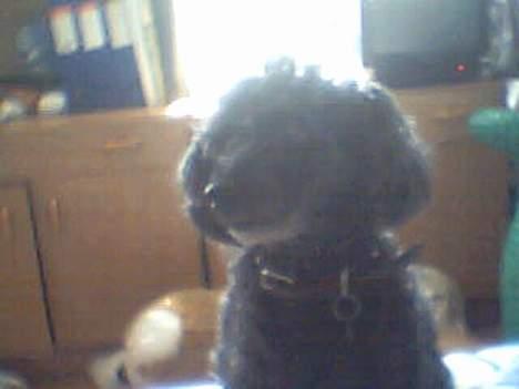 Dværgpuddel Krølle ((Død)) - ´Se så fint jeg sidder´ billede 3