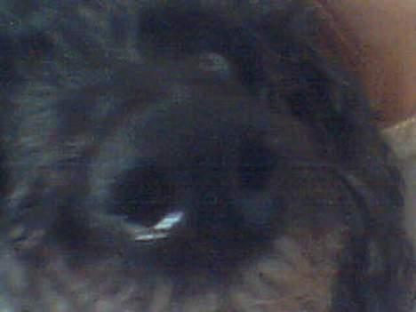 Dværgpuddel Krølle ((Død)) - ´Hvad er det? Det lugter godt! Kan det spises ?´ billede 4