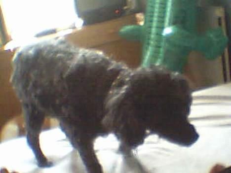 Dværgpuddel Krølle ((Død)) - ´Jeg kan også stå op !´ billede 5